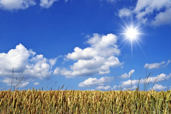 Campo di grano con cielo blu sullo sfondo — Foto Stock