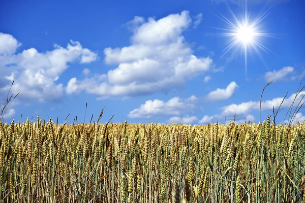 Campo di grano con cielo blu sullo sfondo — Foto Stock