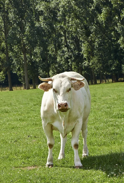 Koe in het veld — Stockfoto