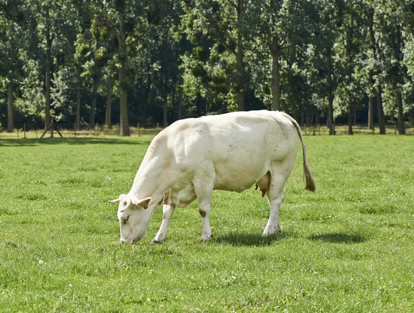 Belgijski krowy w otoczeniu typowych belgijski — Zdjęcie stockowe