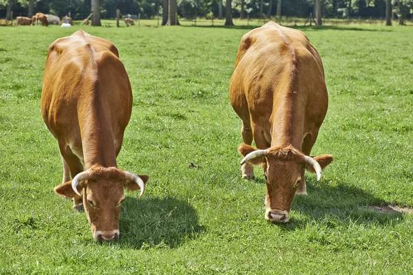 Belgian cows in a typical belgian setting — Stock Photo, Image