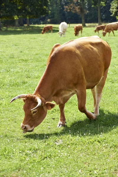 Belgian cow in a typical belgian setting — Stock Photo, Image
