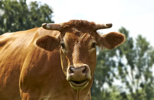 Lustige Kuh auf der grünen Wiese — Stockfoto