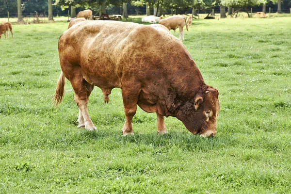 Alter brauner Bulle weidet auf grünem Gras — Stockfoto