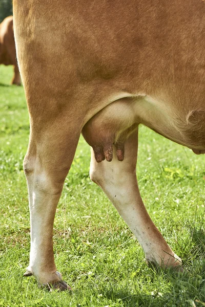 Udder of a young cow — Stock Photo, Image