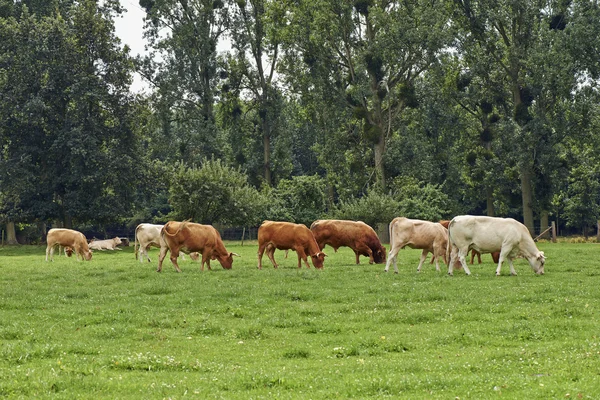 Cows grazing on a green summer meadow — Stock Photo, Image