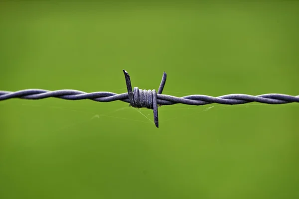 Dikenli çit karşı yeşil dof kablolu — Stok fotoğraf