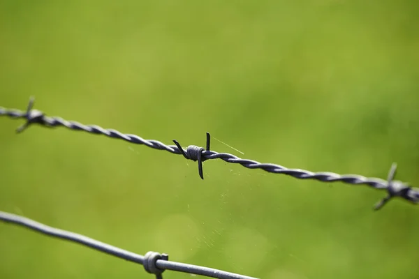 Stacheldraht auf grünem Hintergrund — Stockfoto