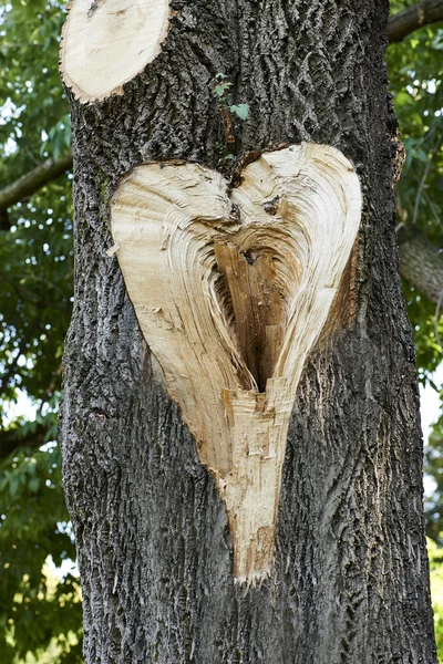 Coeur sur tronc d'arbre — Photo