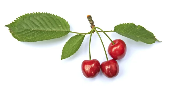 Sweet ripe cherry with leaf — Stock Photo, Image