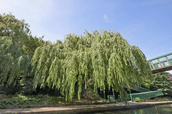 ロンドン、イングランドでリトル ・ ベニスでシダレヤナギの木 — ストック写真