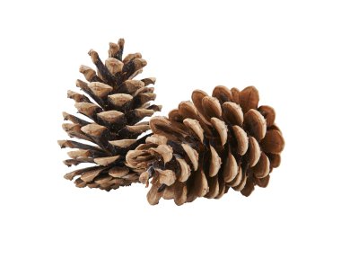 çam kozalakları izole 