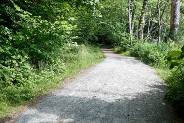 Lüks yaprak ormanında boş patika yolu