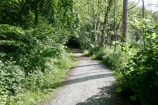 Leerer Fußweg Üppigen Laubwald — Stockfoto