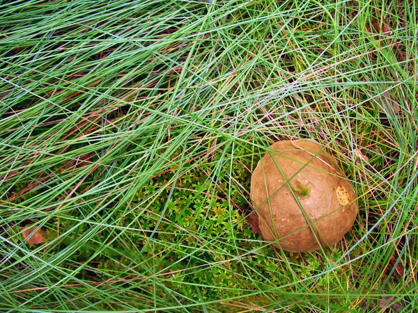 Зеленый травяной фон с грибами — стоковое фото