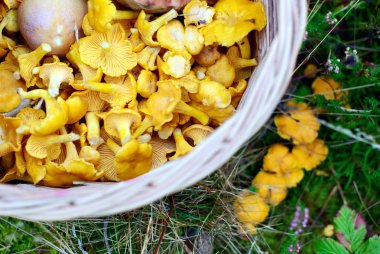 sepet chanterelles dolu
