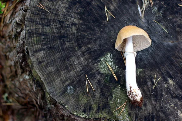 Циганський гриб — стокове фото