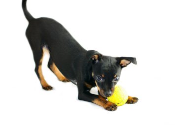 Rus oyuncak-korkunç sevimli köpek