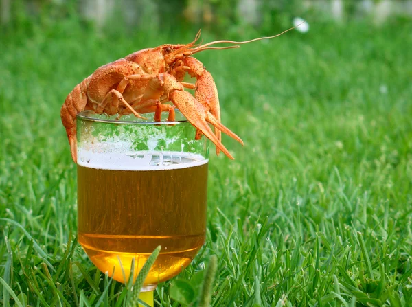 Cerveza con cangrejo — Foto de Stock