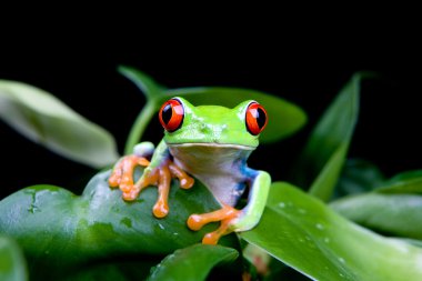 frog in plant isolated on black clipart