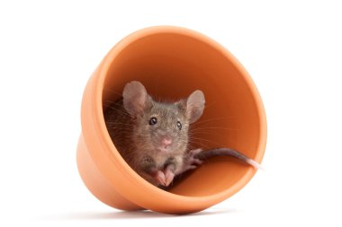 mouse in pot isolated clipart
