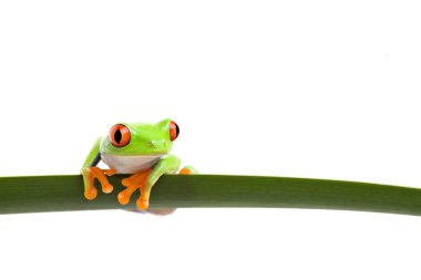 tree frog on a leaf clipart
