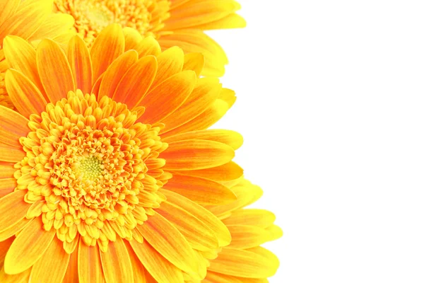 Квіти фон ізольовані — стокове фото