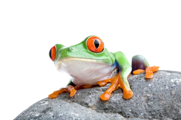 Žába na skále — Stock fotografie