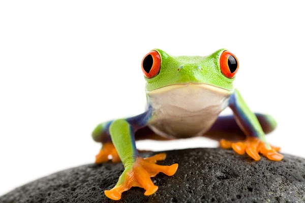 岩の上のカエル — ストック写真