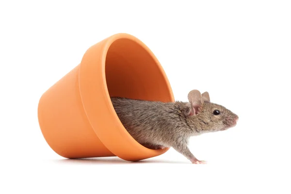 Muis in een pot geïsoleerd op wit Stockfoto