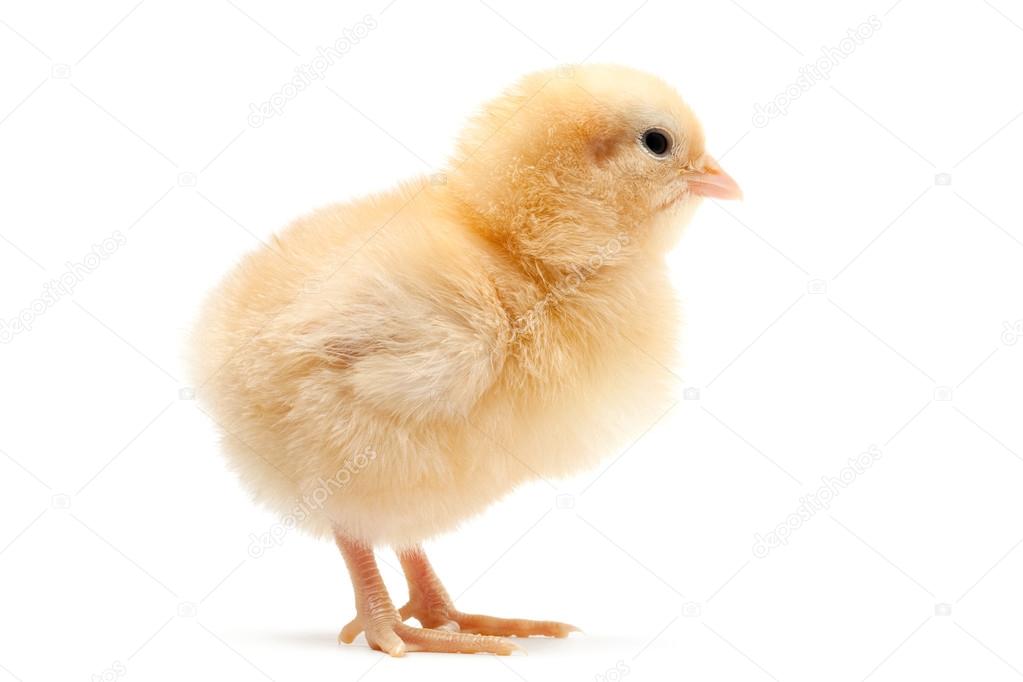 baby chick isolated on white