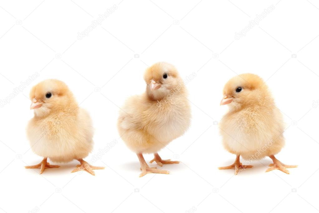 Baby chicks isolated on white