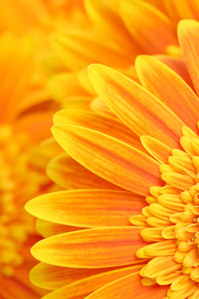 Daisy petals background — Stock Photo, Image