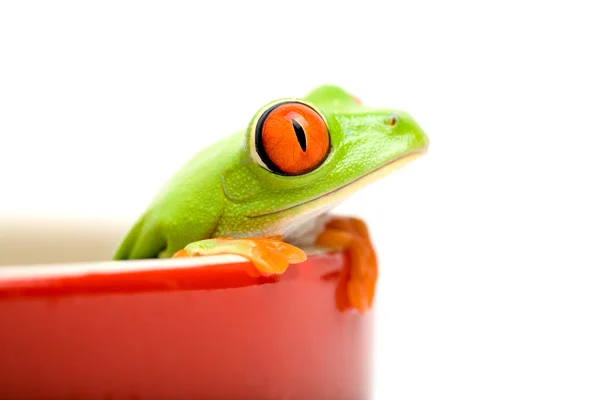 Žába v hrnci, samostatný — Stock fotografie