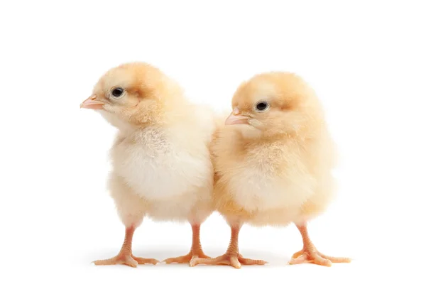 Dvě baby kuřat izolované na bílém — Stock fotografie