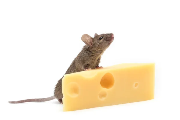 Ratón con queso aislado sobre blanco — Foto de Stock