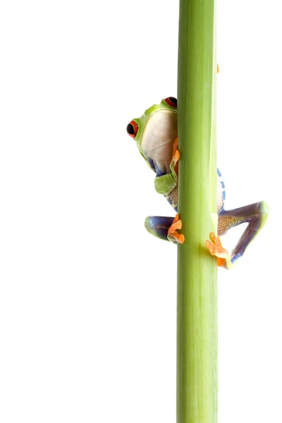 Frosch hinter Pflanze isoliert weiß — Stockfoto