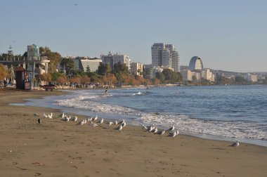Kıbrıs 'taki güzel Akti Olympion Plajı Limasol