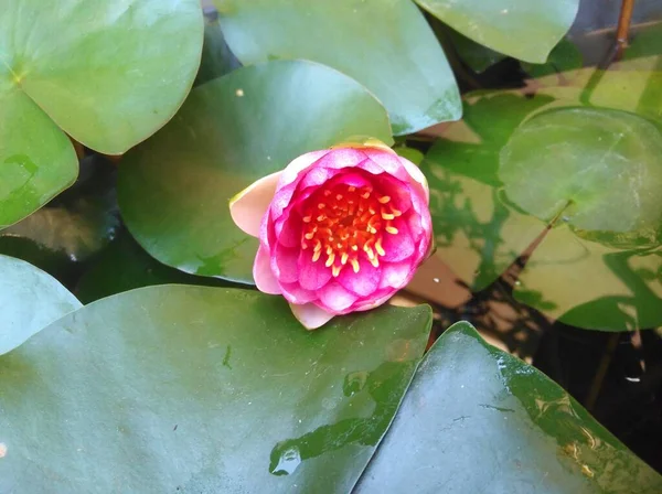 Güzel Nymphaea Çiçek Bahçesinde — Stok fotoğraf