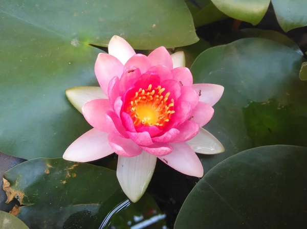 Bela Flor Nymphaea Jardim — Fotografia de Stock