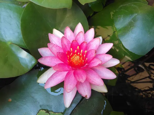 Красивый Цветок Нфея Саду — стоковое фото