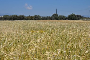 Güzel buğday tarlalarda