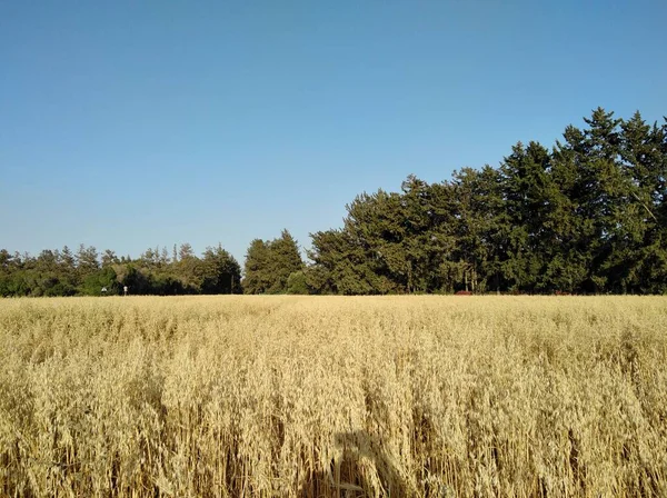 Hermoso Trigo Las Tierras Cultivo — Foto de Stock