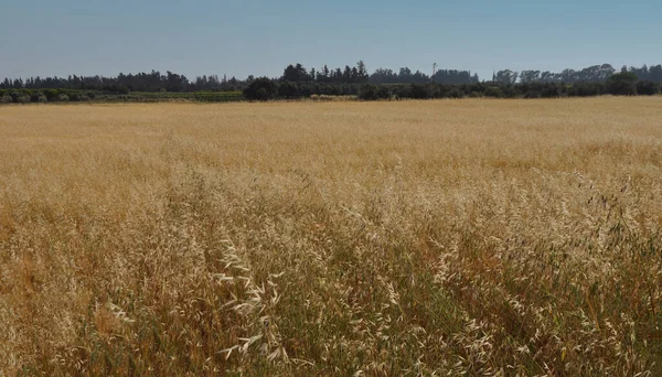 Hermoso Trigo Las Tierras Cultivo — Foto de Stock