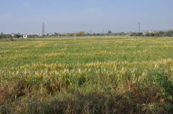 Beautiful Wheat Farmland — Stock Photo, Image