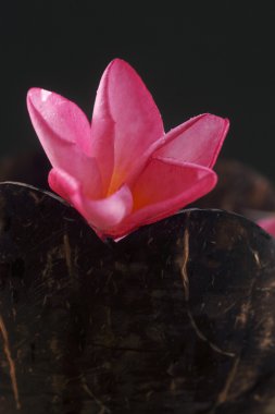 pembe frangipani