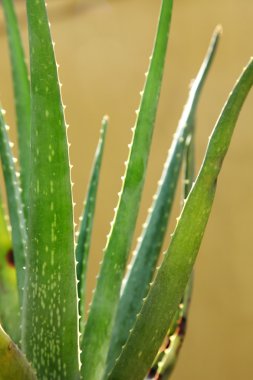 aloe vera