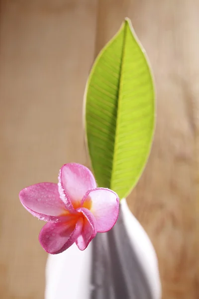 Plumeria — Zdjęcie stockowe