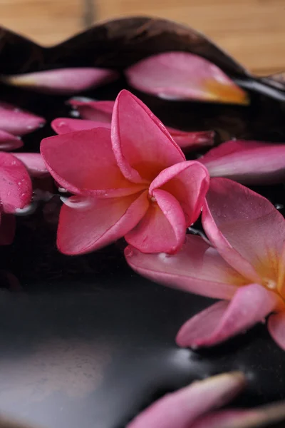 Pembe frangipani su — Stok fotoğraf