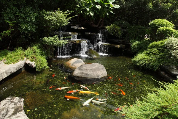 Garden — Stock Photo, Image